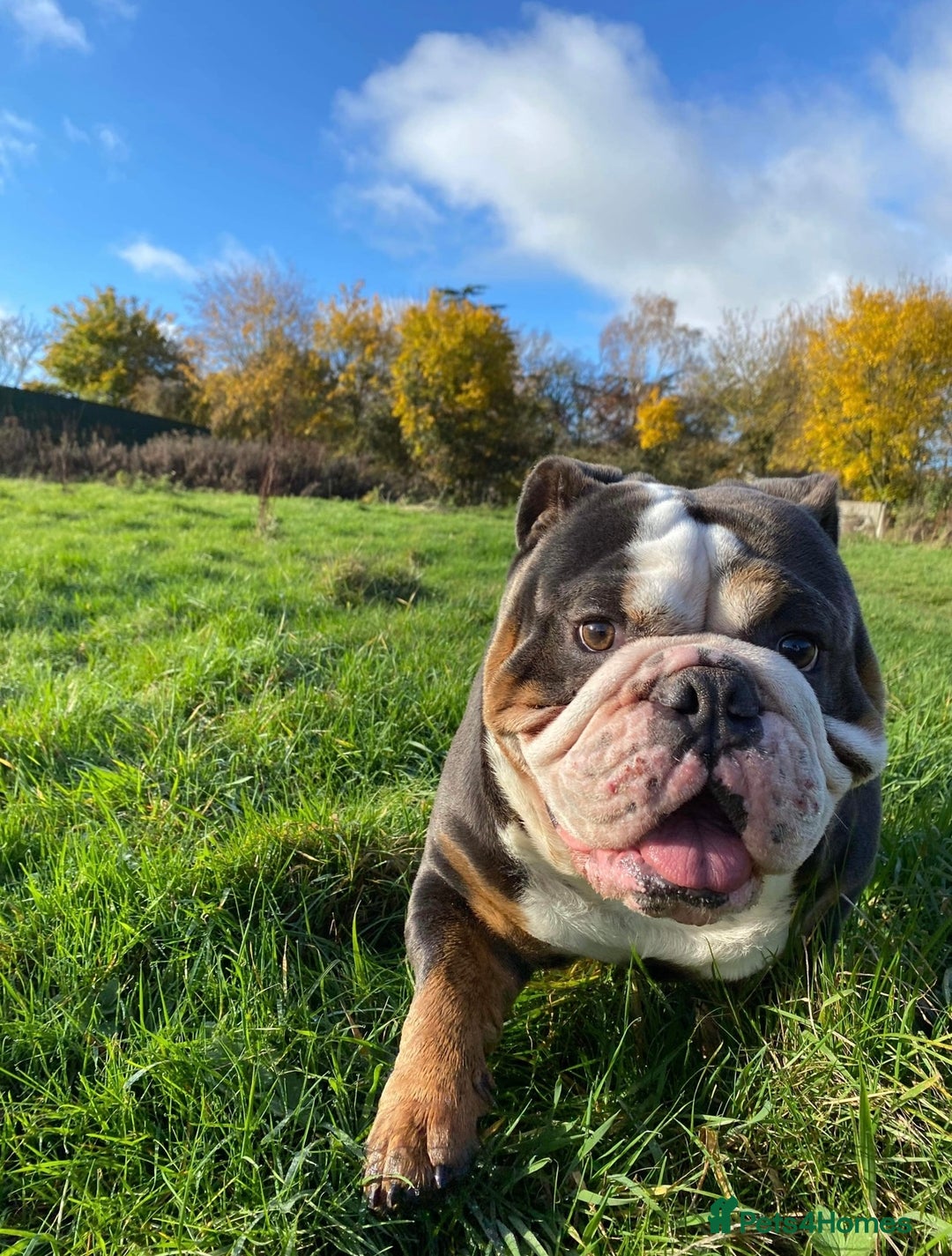 English Bulldog dogs for stud: HUGE CB BLUE TRI ENGLISH BULLDOG STUD in London - Advert 5