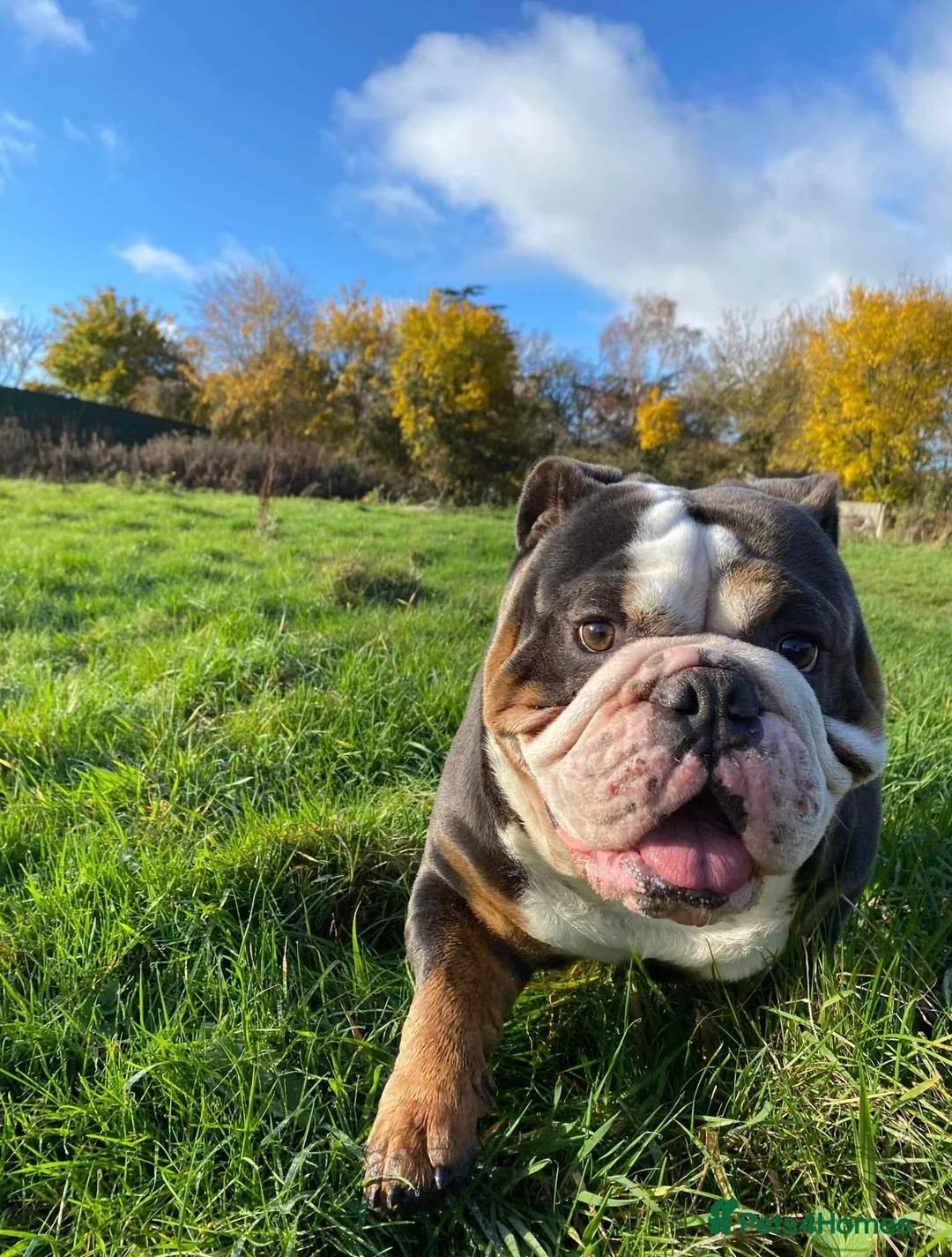 English Bulldog dogs for stud: HUGE CB BLUE TRI ENGLISH BULLDOG STUD in London - Advert 5