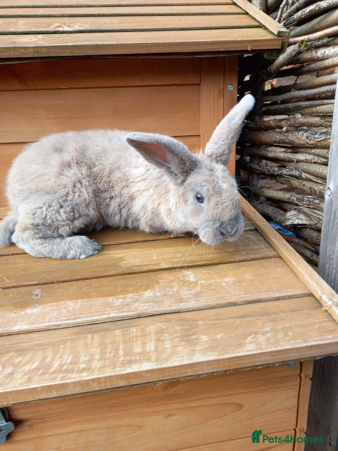 Mini Lop rabbits for sale: Mini plush lops - Image 3