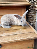 Mini Lop rabbits - Advert 1