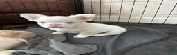French Bulldog dogs for sale: Fluffy pink French bulldogs - Advert 5