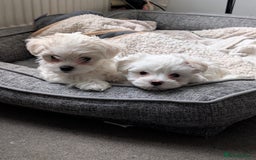 Maltese dogs for sale: Absolutely adorable Maltese girl  - Image 4