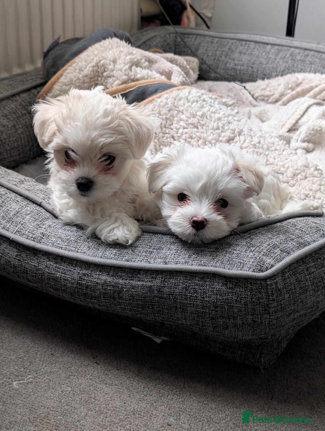 Maltese dogs for sale: Absolutely adorable Maltese girl  - Image 4
