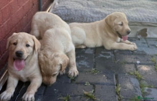 Labrador Retriever dogs - Advert 5