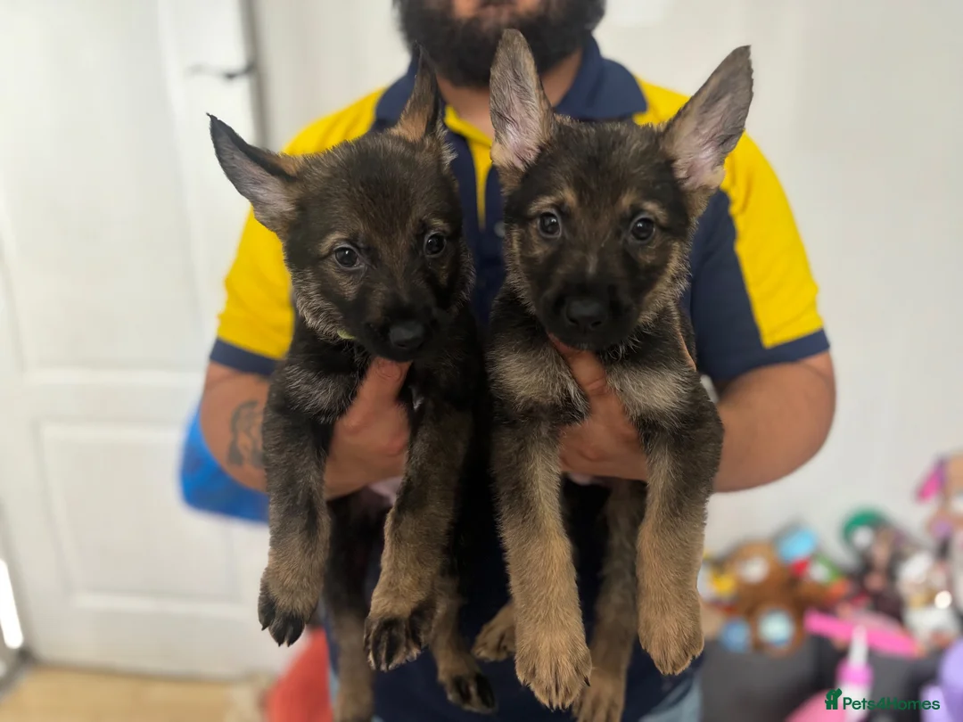 German Shepherd dogs for sale: German Shepherd puppies European line - Advert 1