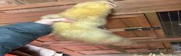 Ferret rodents for sale: Ferrets one male one female  in Helston - Advert 10