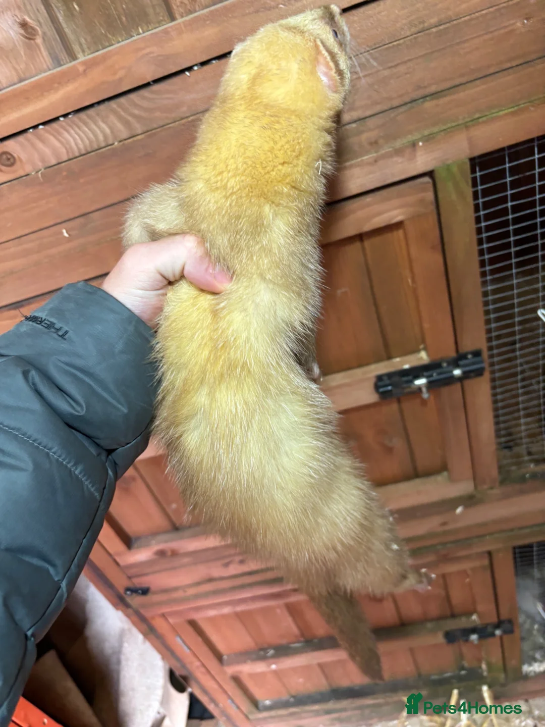 Ferret rodents for sale: Ferrets one male one female  in Helston - Advert 10