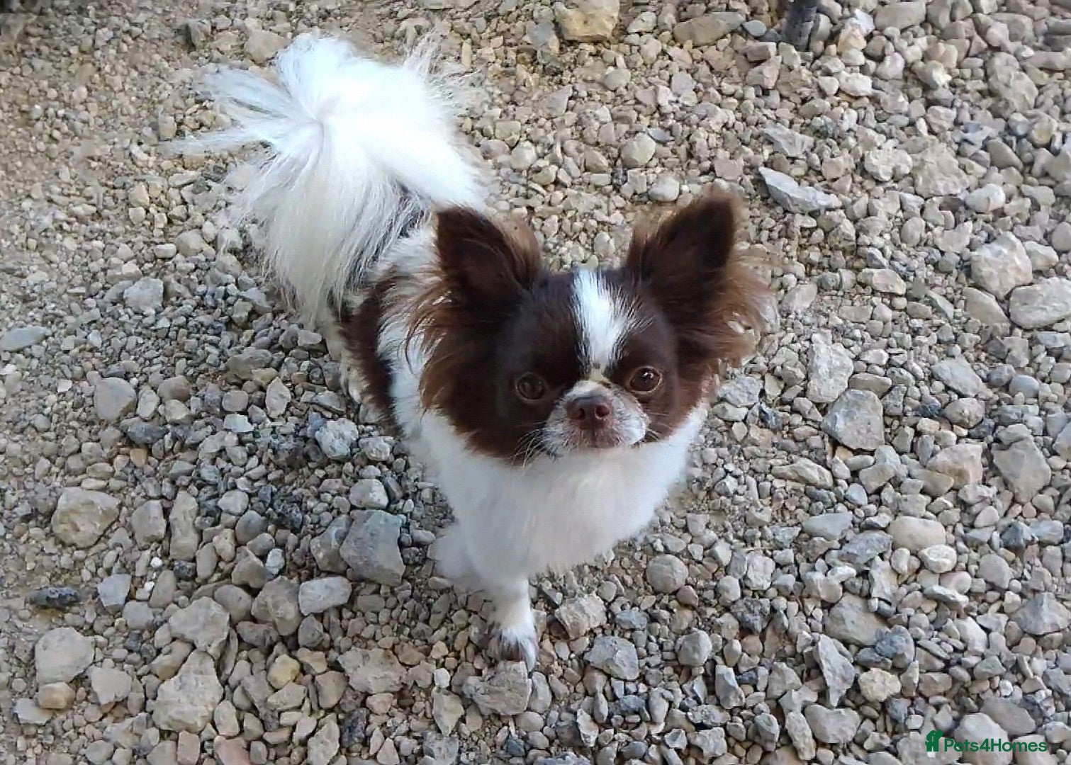 Chihuahua dogs KC reg-Heath Tested-Proven Stud - Advert 3