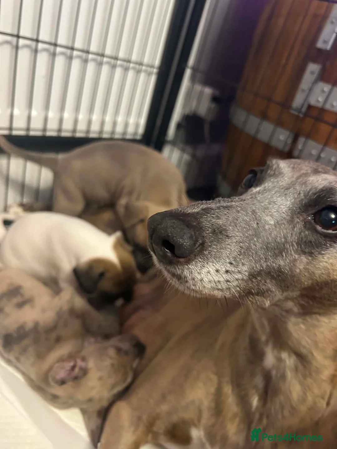 Mixed Breed dogs for sale: 3 Beautiful frenchbulldogxwhippets - Advert 1