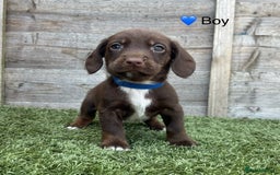 Mixed Breed dogs for sale: Top Quality F1 Docker Puppies - Image 20