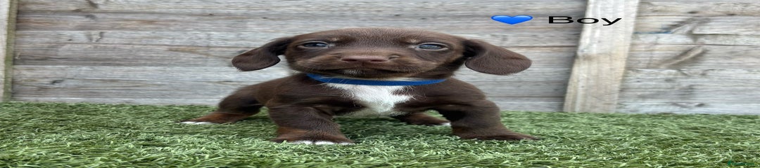 Docker Puppy Dark Blue Collar Boy