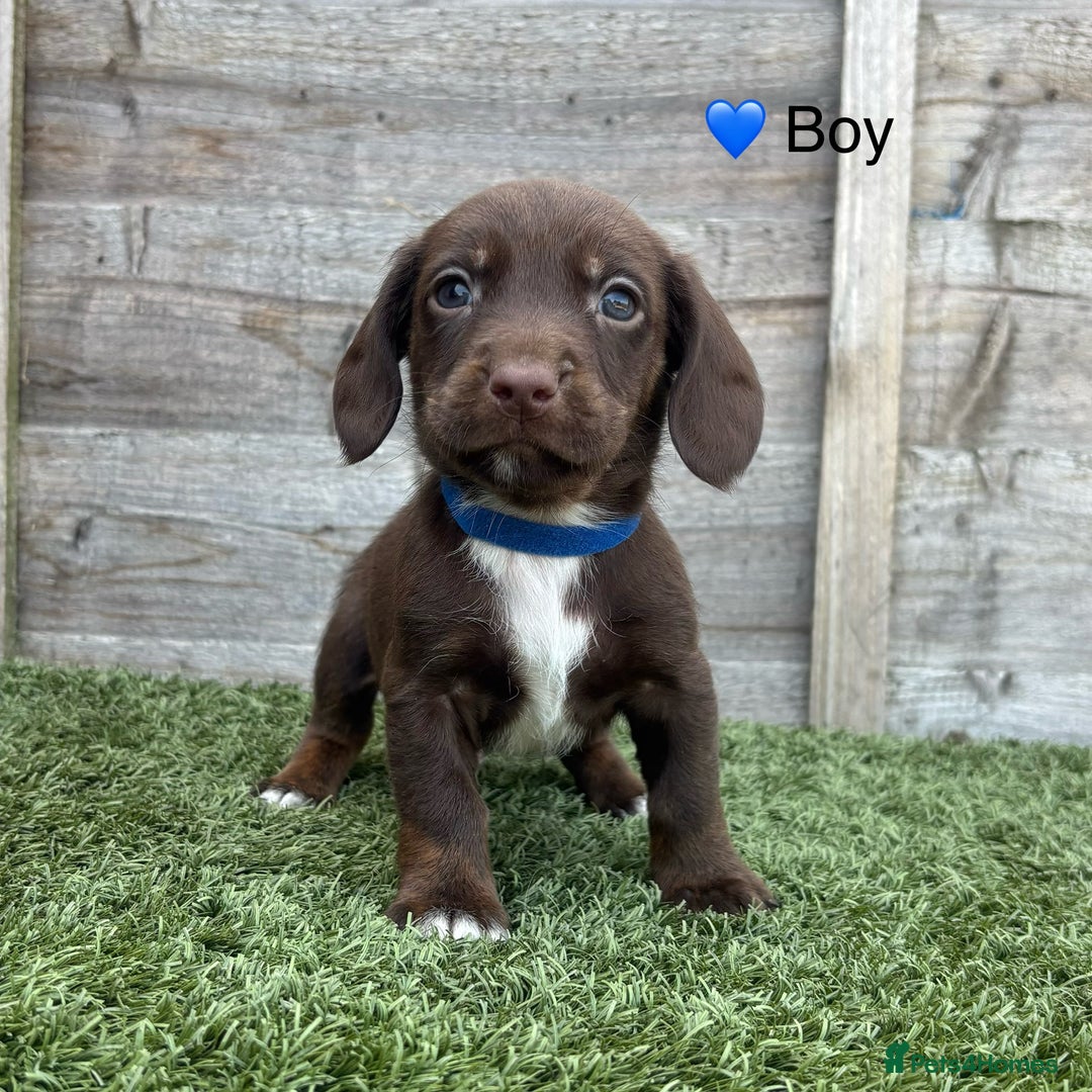 Mixed Breed dogs for sale: Top Quality F1 Docker Puppies - Image 20