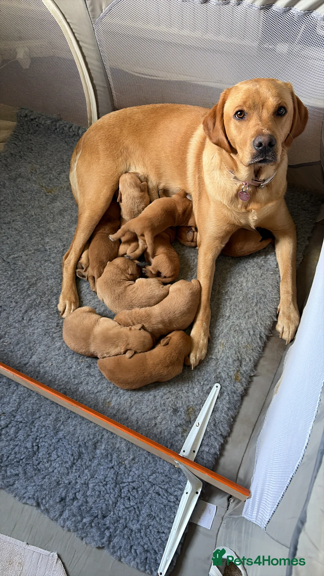 Labrador Retriever dogs for sale: Labrador  in Dorchester - Advert 4