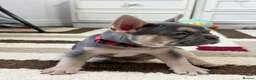 French Bulldog dogs for sale: 🌟Last 4 Exceptional French Bulldogs- Ready Now!🐾 - Advert 26