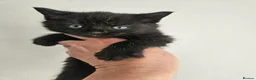 Domestic Shorthair cats for sale: Kittens 2 Boys 1 Girl  - Advert 3