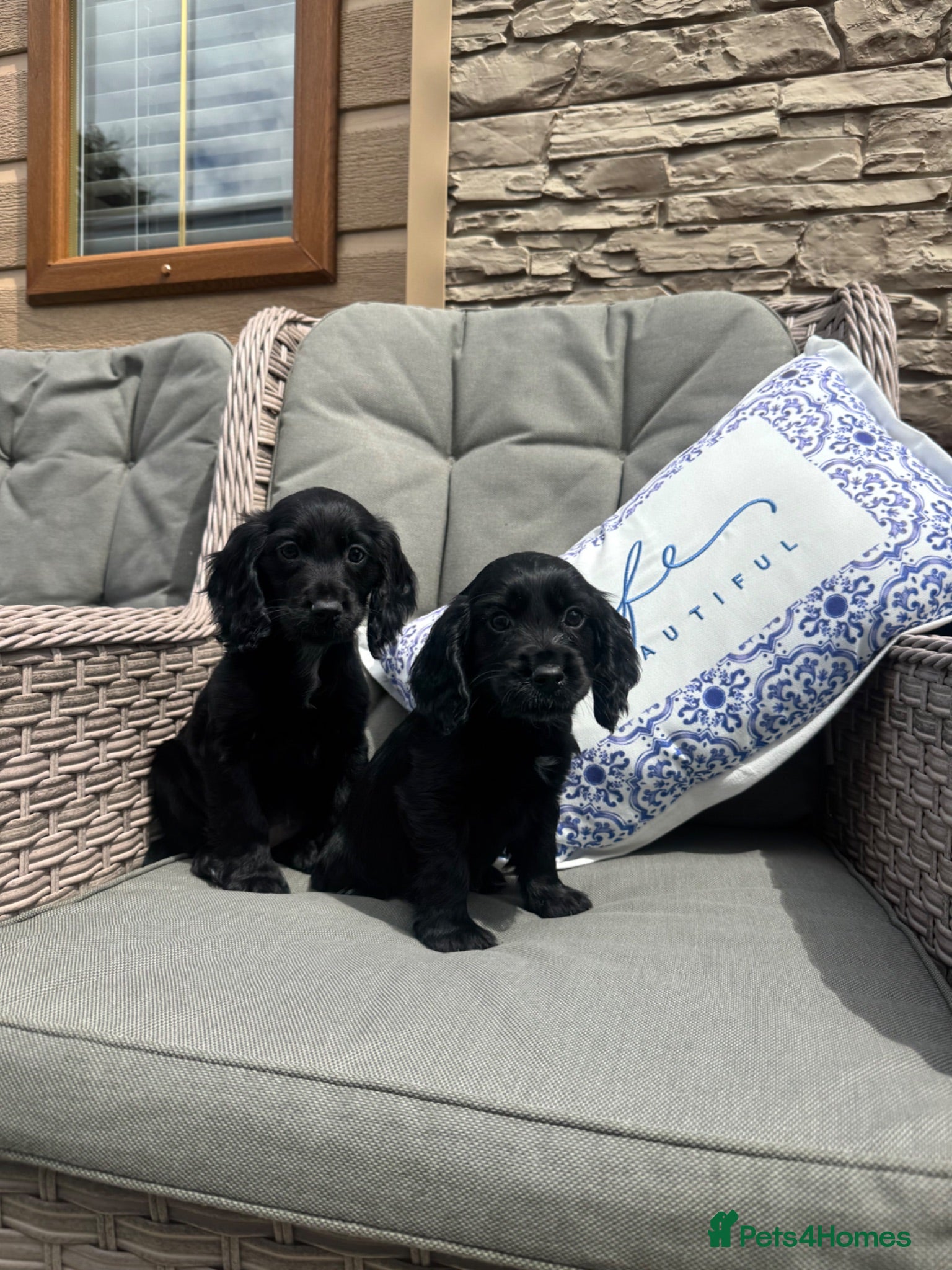 Cocker Spaniel dogs 2 Stunning black cocker girls (council licensed) - Advert 2