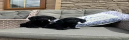 Cocker Spaniel dogs for sale: 2 Stunning black cocker girls (council licensed) - Advert 2