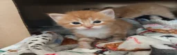 Mixed Breed cats for sale: Beautiful Ragdoll Cross Kittens - Advert 17