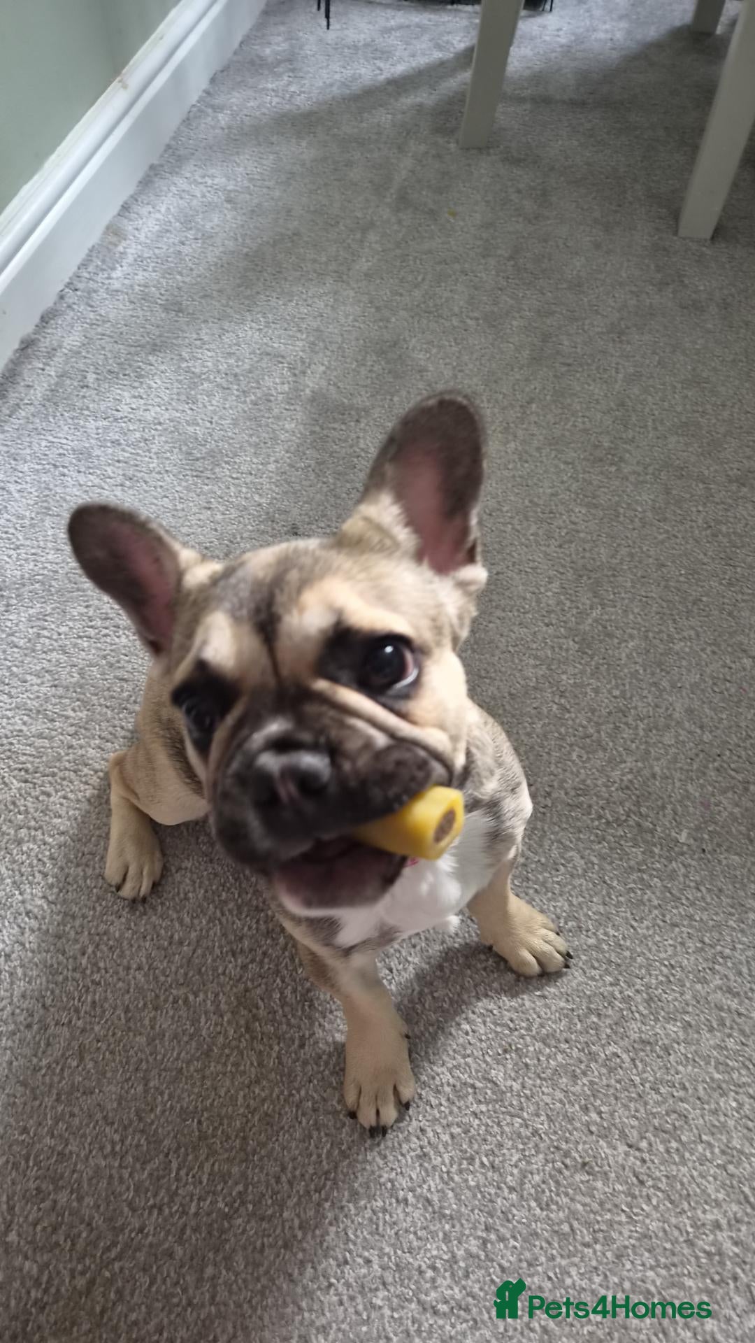French Bulldog dogs Female French bulldog puppy - Advert 1