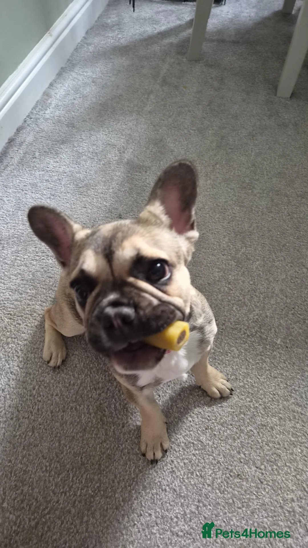 French Bulldog dogs for sale: Female French bulldog puppy - Advert 1