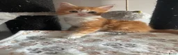 Maine Coon cats for sale: READY NOW! Maine Coon kittens  - Advert 2