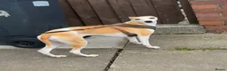 Mixed Breed dogs for sale: 5 Stunning Wiggy Puppies  - Advert 3