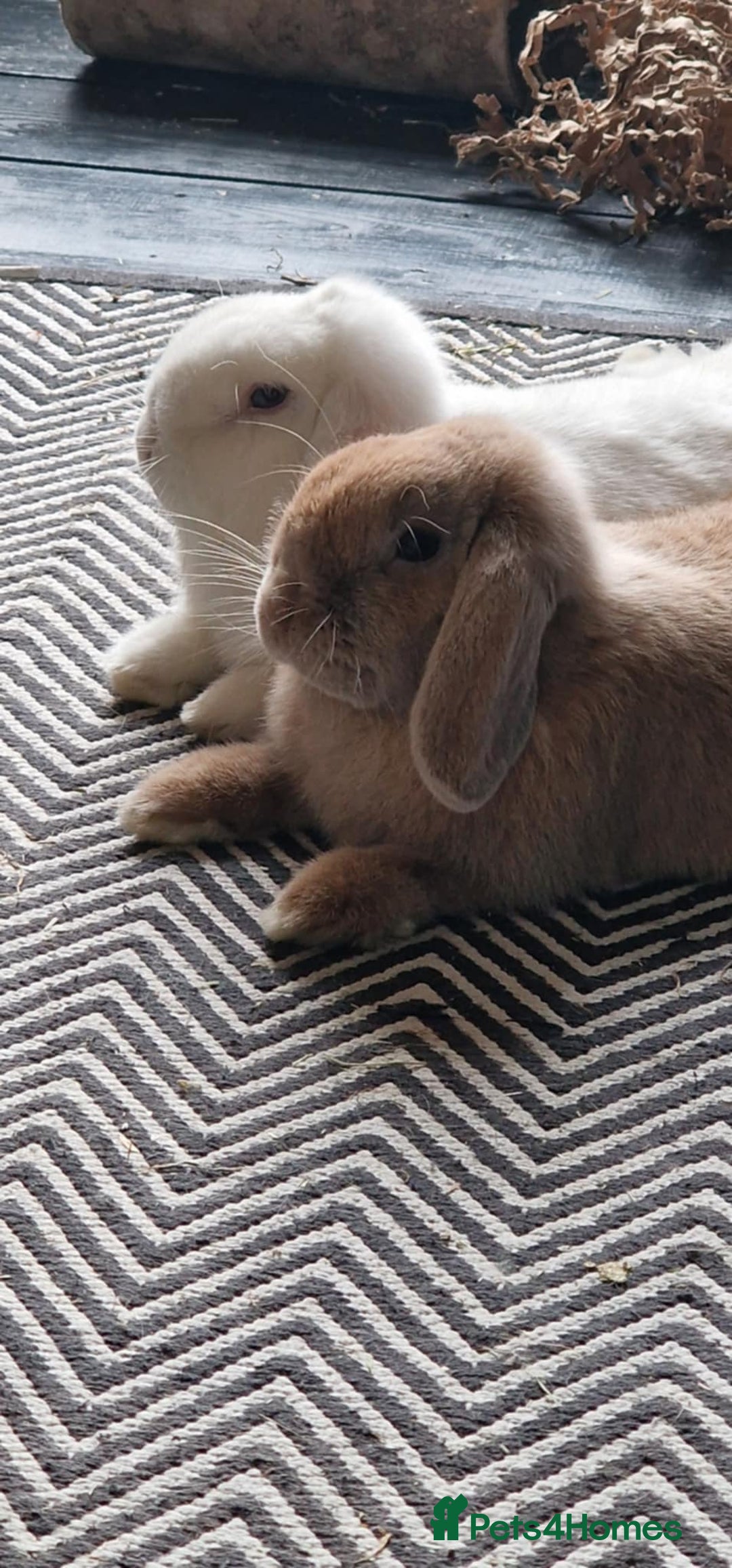 Mini Lop rabbits for sale: Two beautiful mini lops - Advert 4