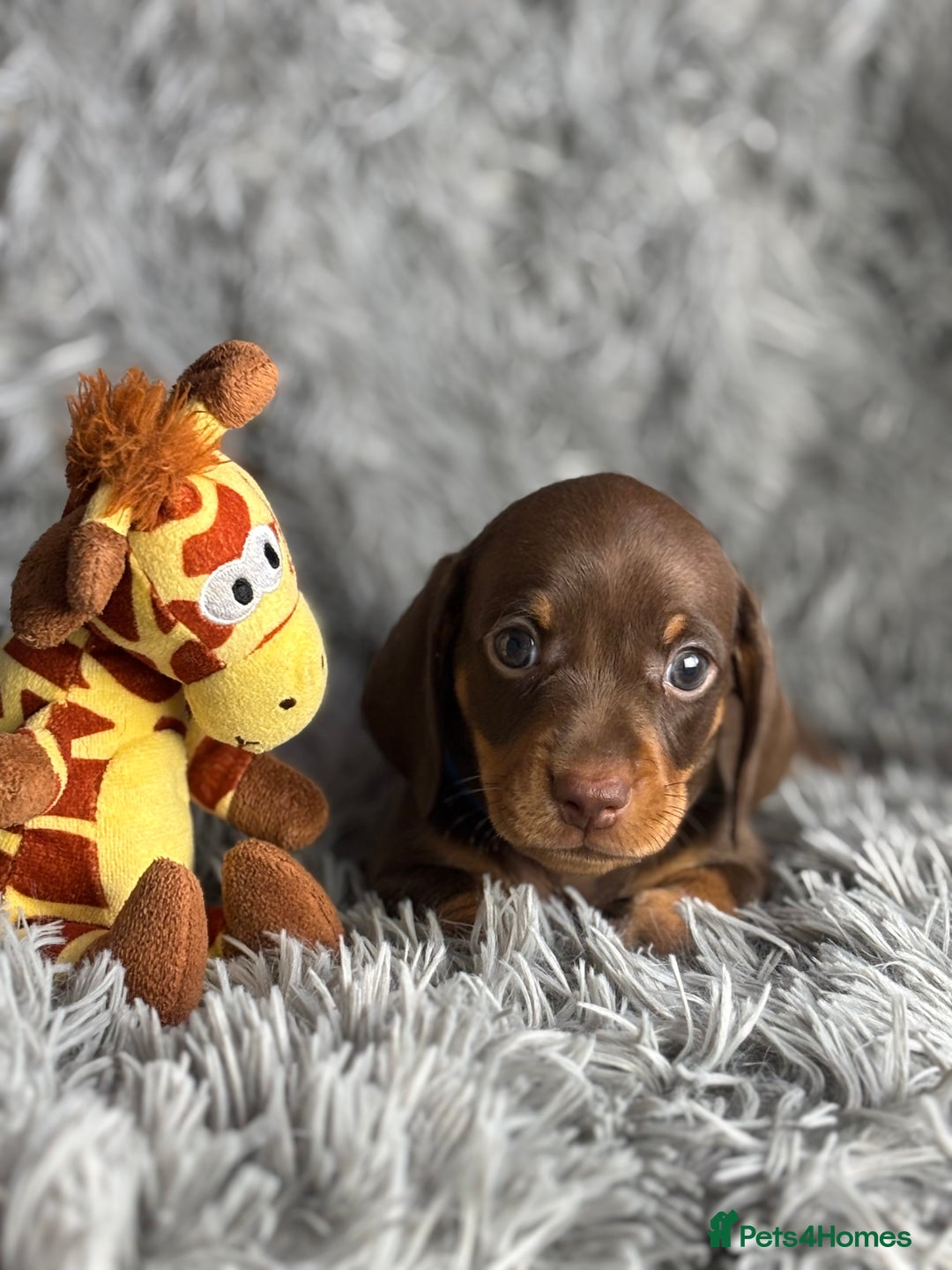Miniature Dachshund dogs for sale: Last one available PRA Clear Miniature Dachshund  - Advert 10