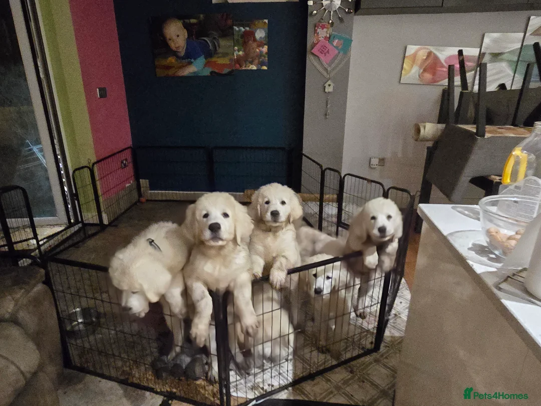 Pyrenean Sheepdog dogs for sale: Tatra Shepherd/Owczarek Podhalański PREMIUM MALE - Advert 9