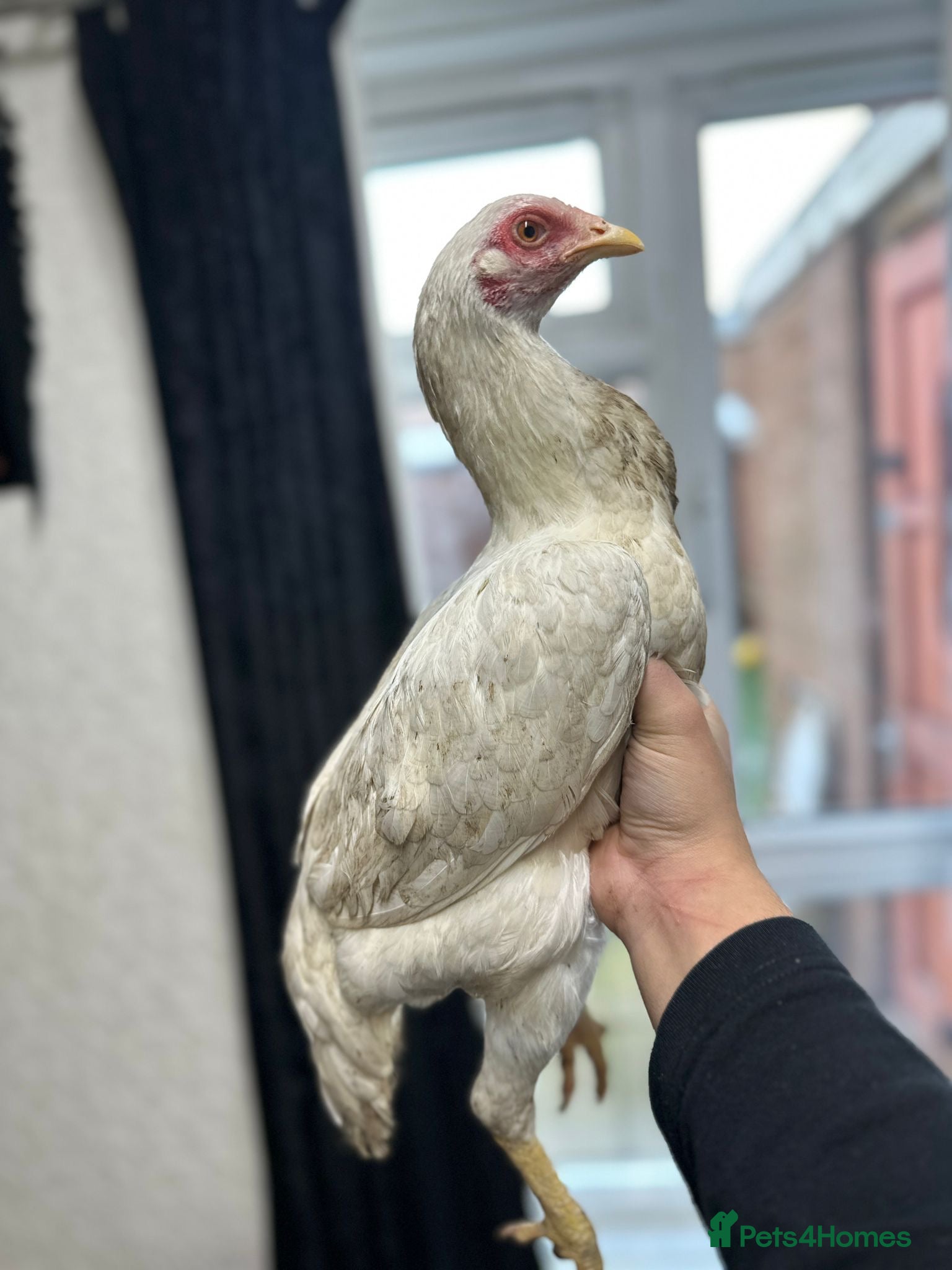 Hens poultry Aseel and Shamo hens  - Advert 1