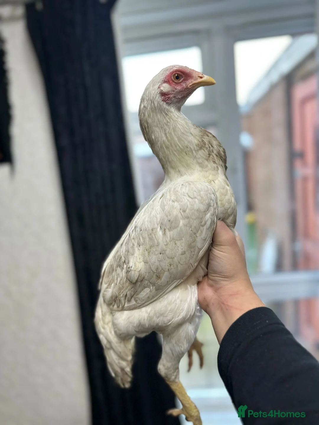 Hens poultry for sale: Aseel and Shamo hens  - Advert 1