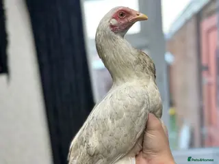 Hens poultry Aseel and Shamo hens - Advert 1