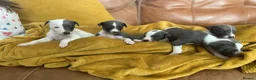Whippet dogs for stud: Top Kc working x show whippet at stud  in Swansea - Advert 14