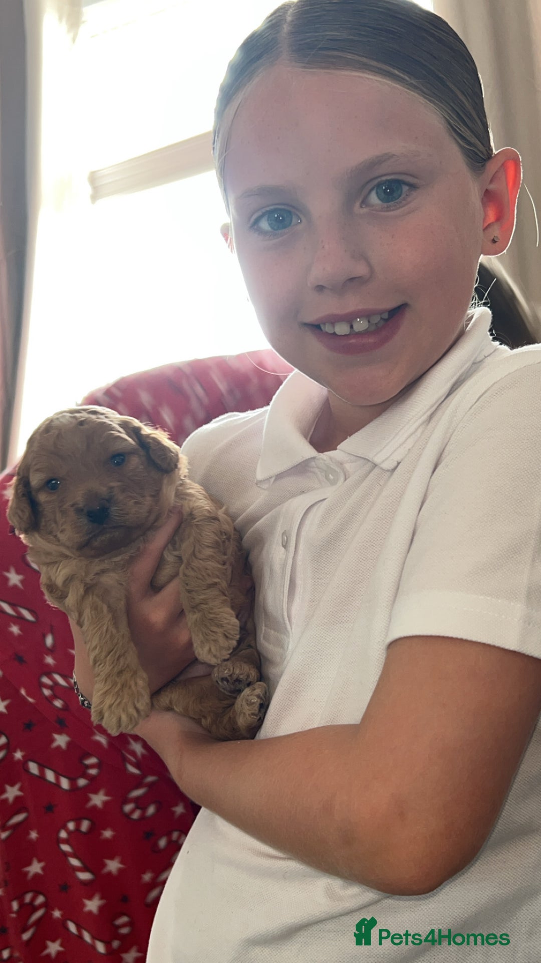 Cockapoo dogs for sale: Beige male cockapoo - Image 4