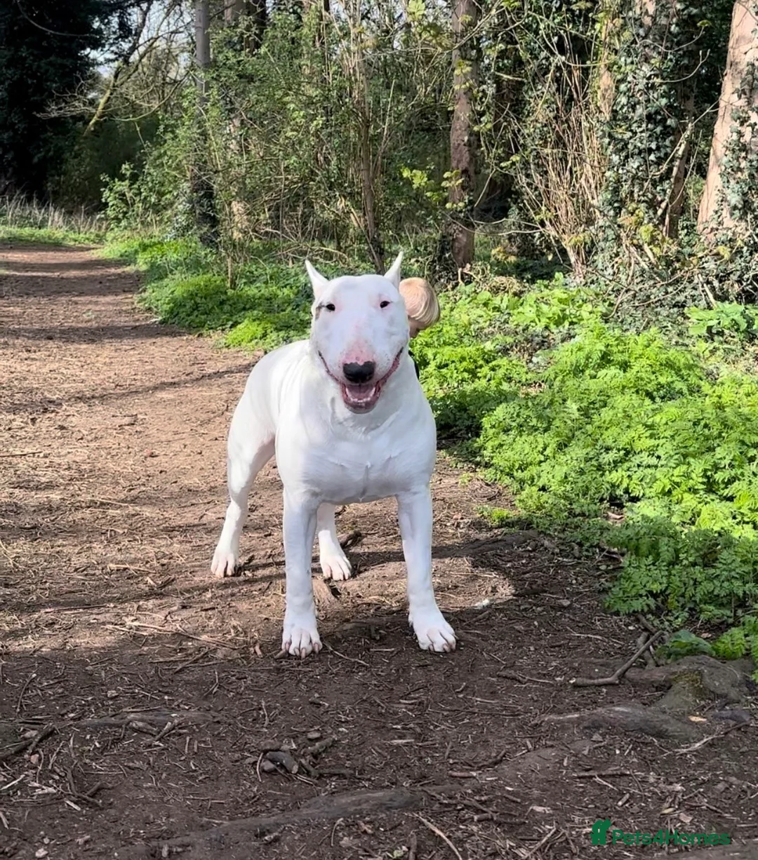 English Bull Terrier dogs for stud: English Bull Terrier  - Advert 1