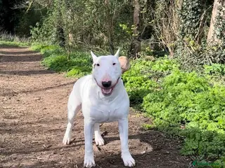 English Bull Terrier dogs English Bull Terrier - Advert 9