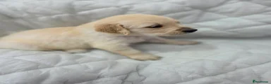 Golden Shepherd Puppy 7