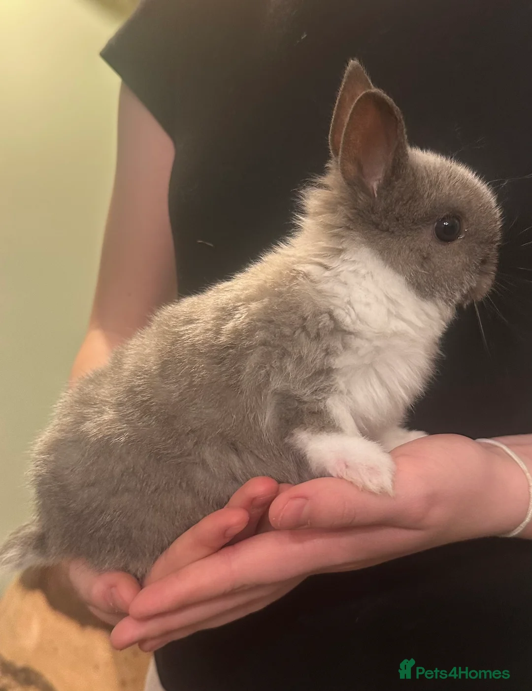 Netherland Dwarf rabbits for sale: Stunning Purebred Netherland Dwarf - Advert 2