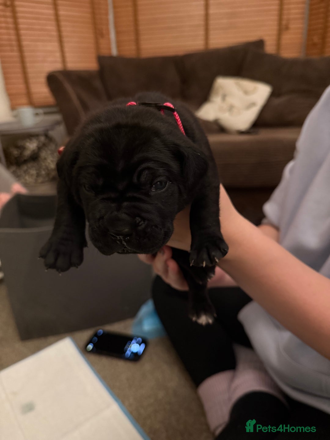 Cane Corso dogs for sale: Large Cane Corso pups - Advert 19