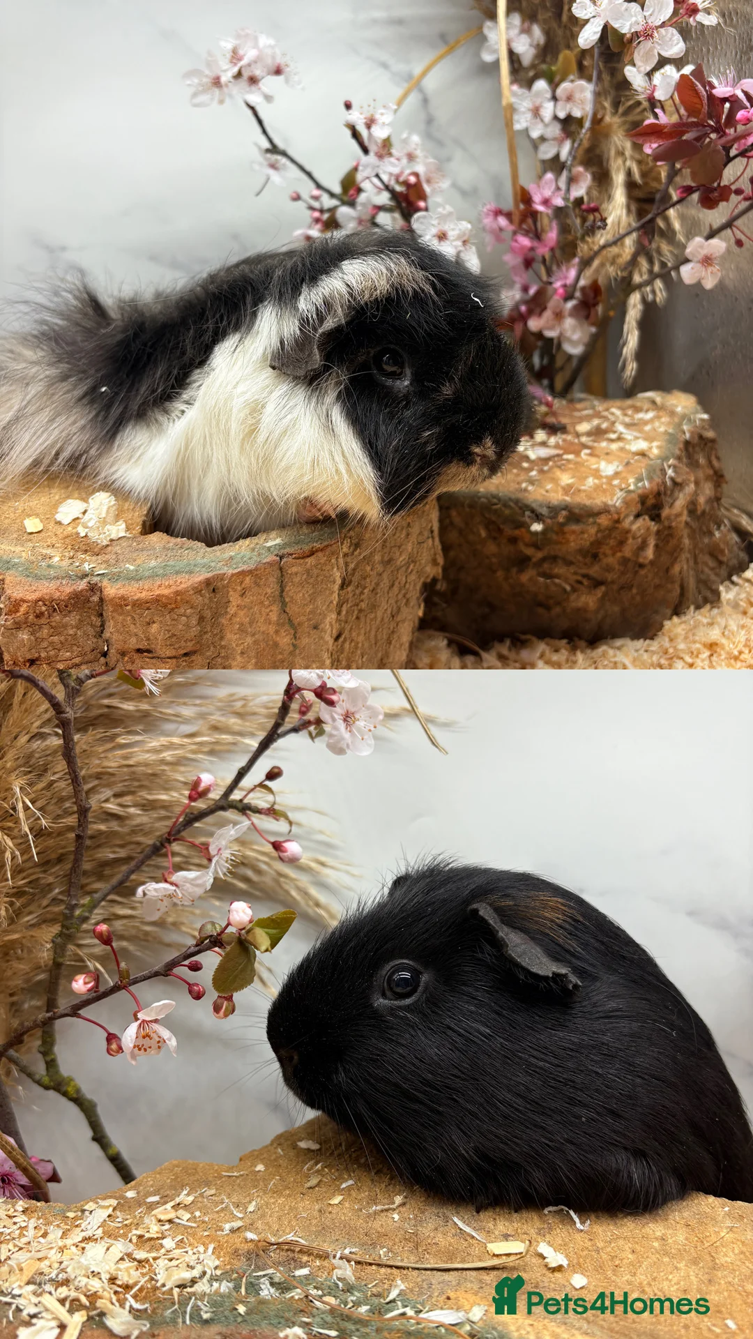 Guinea Pig rodents for sale: Lots of Bonded boys available 🩵 - Advert 2