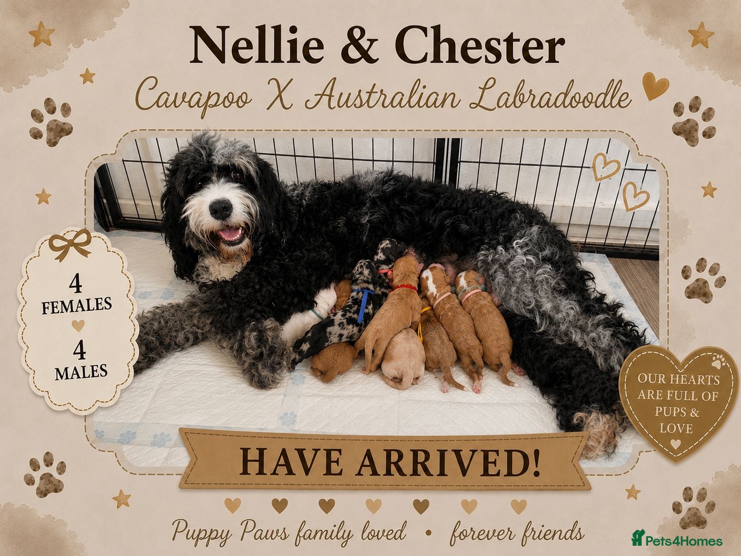 Australian Labradoodle dogs 🌟Stunning Puppies 🐾  - Advert 5