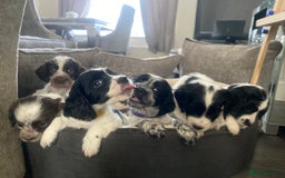 Sprocker dogs for sale: Beautiful Sprocker puppies for sale - Image 10