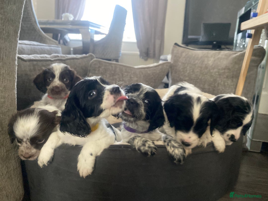 Sprocker dogs for sale: Beautiful Sprocker puppies for sale - Image 10