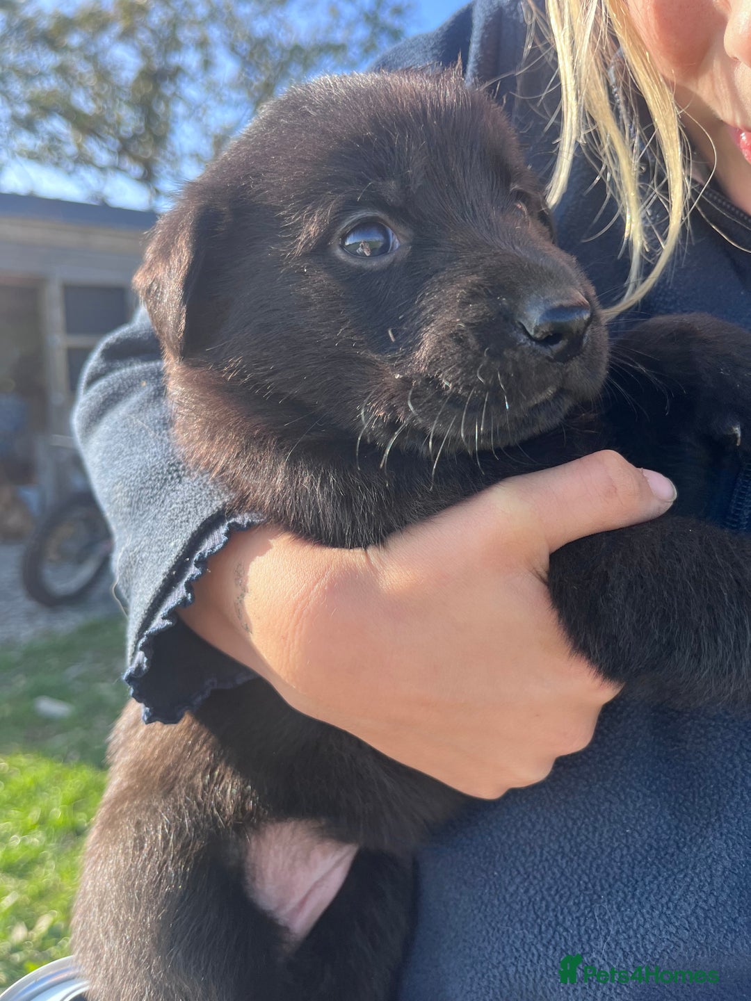 Labrador Retriever dogs for sale: Incredible repeat mating  - Image 3