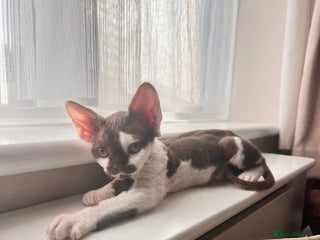 Devon Rex cats - Advert 1