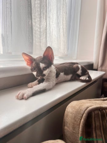 Devon Rex cats - Advert 1