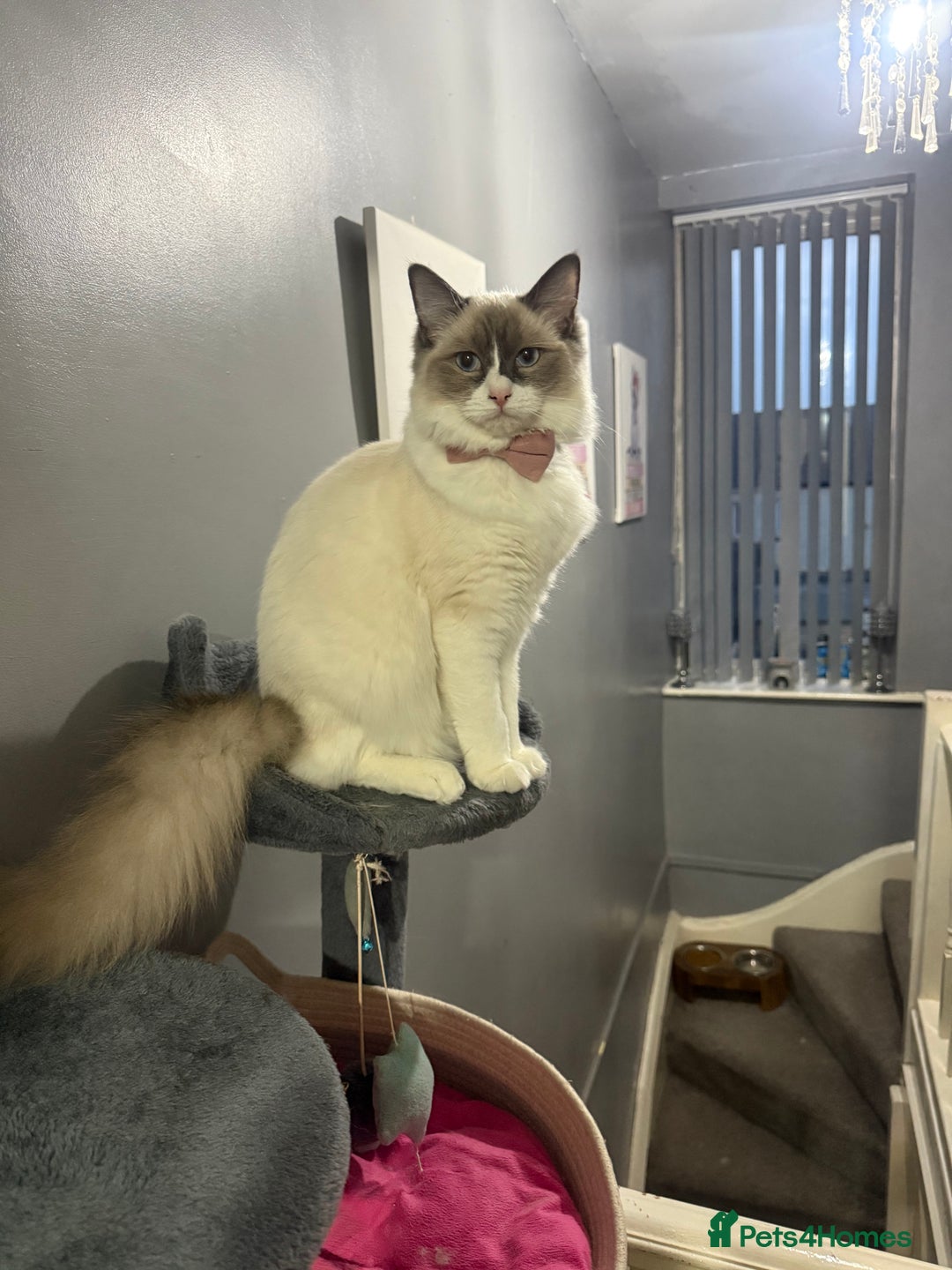 Ragdoll cats for sale: Ragdoll female - Image 1