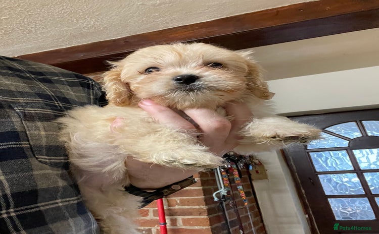 Mixed Breed dogs - Advert 14