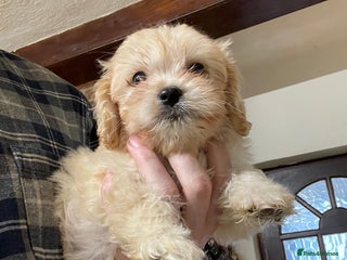 Mixed Breed dogs Beautiful Maltese / KC Cavalier Cross - Advert 18