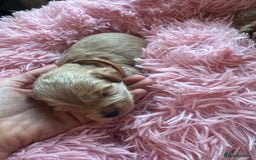 Cavapoo dogs for sale: Toy cavapoo  - Image 7